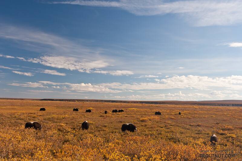 More of the same herd of musk oxen.

From Dalton Highway in Alaska
