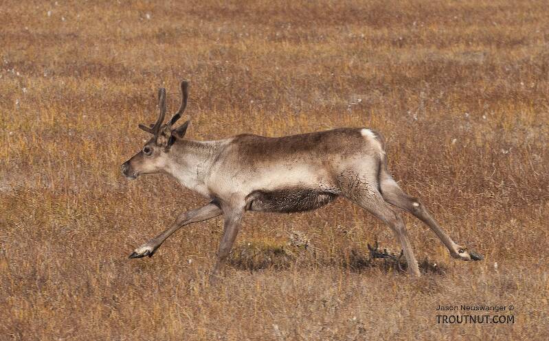 This cow caribou ran across the road in front of my car.

From Dalton Highway in Alaska