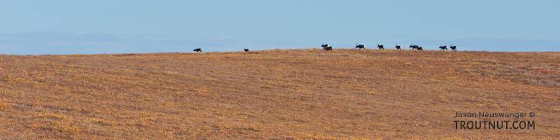 A herd of caribou (all cows) crossing over a hilltop near the Kuparuk River.

From Dalton Highway in Alaska