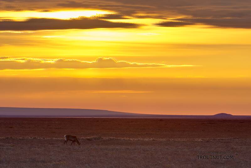A lone caribou grazes on the Arctic coastal plain near Prudhoe Bay.

From Dalton Highway in Alaska