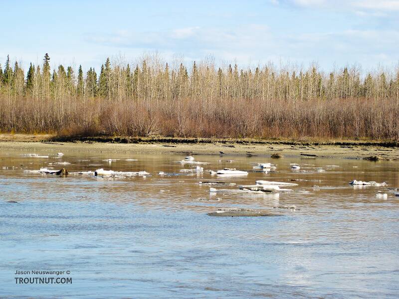 Here's what the main channel looked like on this trip.  The tributaries up in the hills look like this, or worse.  Early May isn't fly fishing season yet in interior Alaska.

From the Tanana River in Alaska
