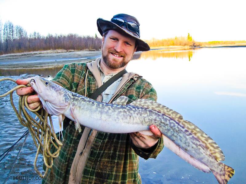 This is my first (non ice-fishing) fish of 2011 and my best burbot yet, my first one of a respectable size, although they get much bigger.

From the Tanana River in Alaska