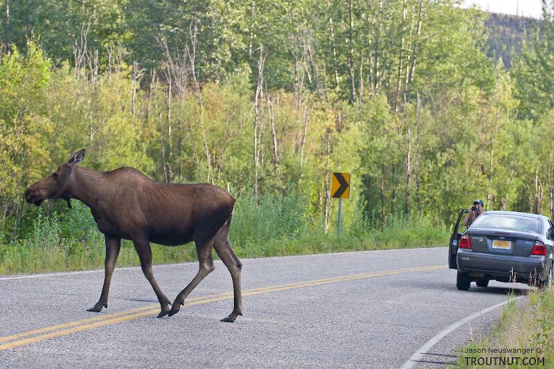 One of the most common sights on Chena Hot Springs Road is a moose crossing the road.  The next most common sight is somebody taking a picture of the moose crossing the road.

From the Chena River in Alaska
