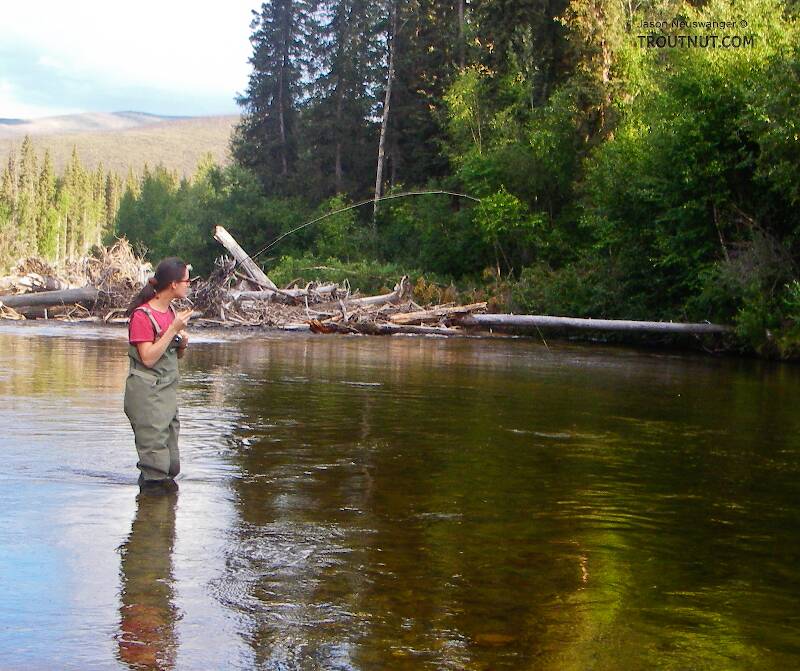 My wife plays her first grayling.

From the Chena River in Alaska