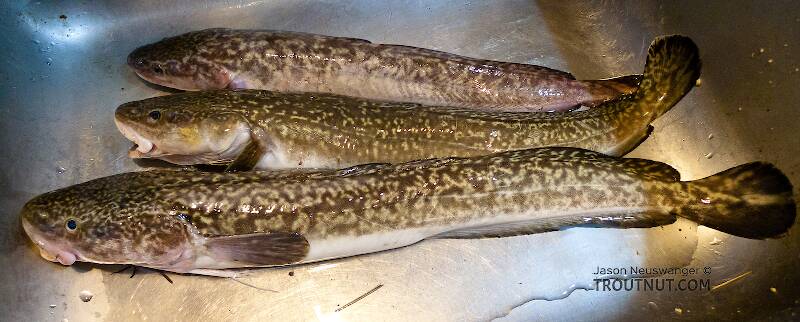 Small burbot, but tasty!  If you think in units of brook trout, even the smallest burbot is a lot of dinner.

From the Tanana River in Alaska