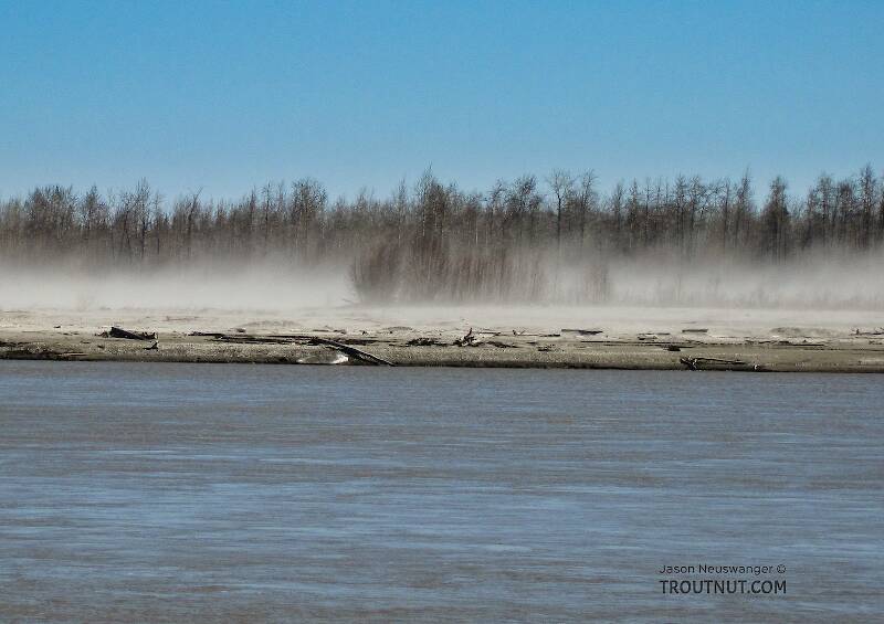These dust storms are a common sight on the Tanana whenever it hasn't rained for several days.  The river's channel, mostly over a mile wide, consists mostly of vast bars of dry gravel and glacial silt that's easily kicked up by the wind.

From the Tanana River in Alaska
