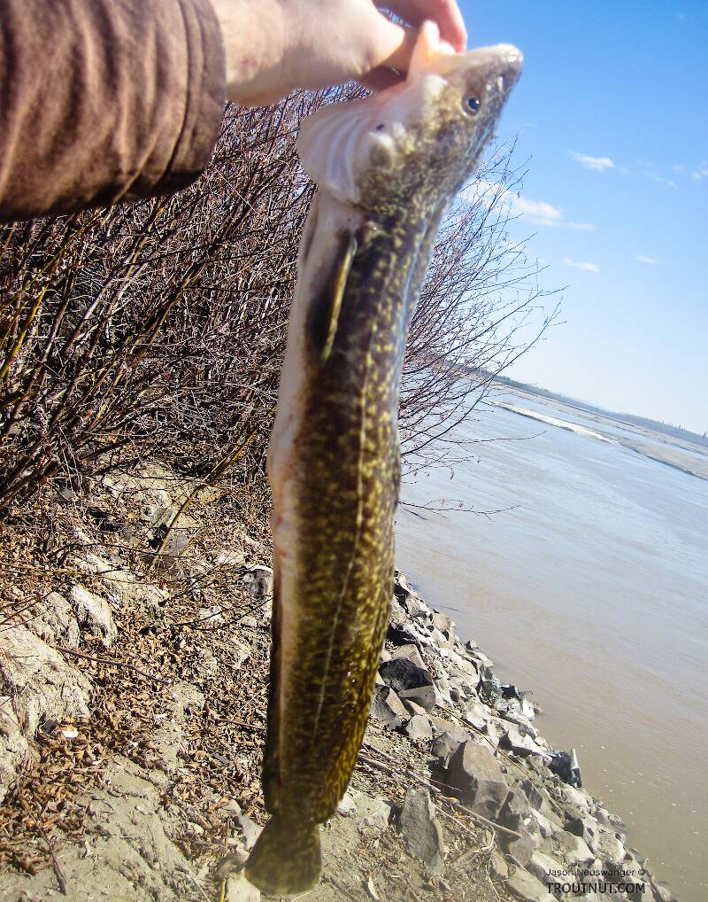 A 24" burbot caught on my setlines.

From the Tanana River in Alaska