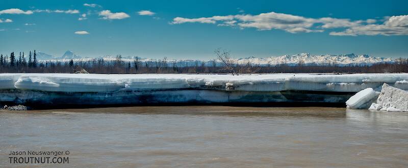 The Tanana still has some big chunks of ice overlaying the gravel bars in many areas.

From the Tanana River in Alaska