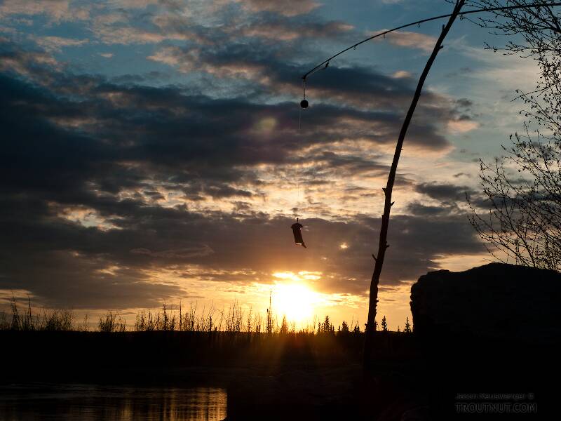 Cut herring bait dangles from the tip of a spinning rod... not my usual gear!

From the Tanana River in Alaska