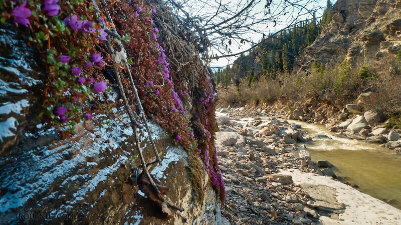 Purple mountain saxifrage.

From Gunnysack Creek in Alaska