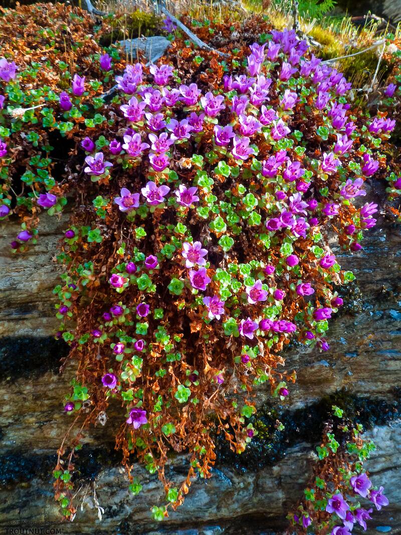 Purple mountain saxifrage.

From Gunnysack Creek in Alaska