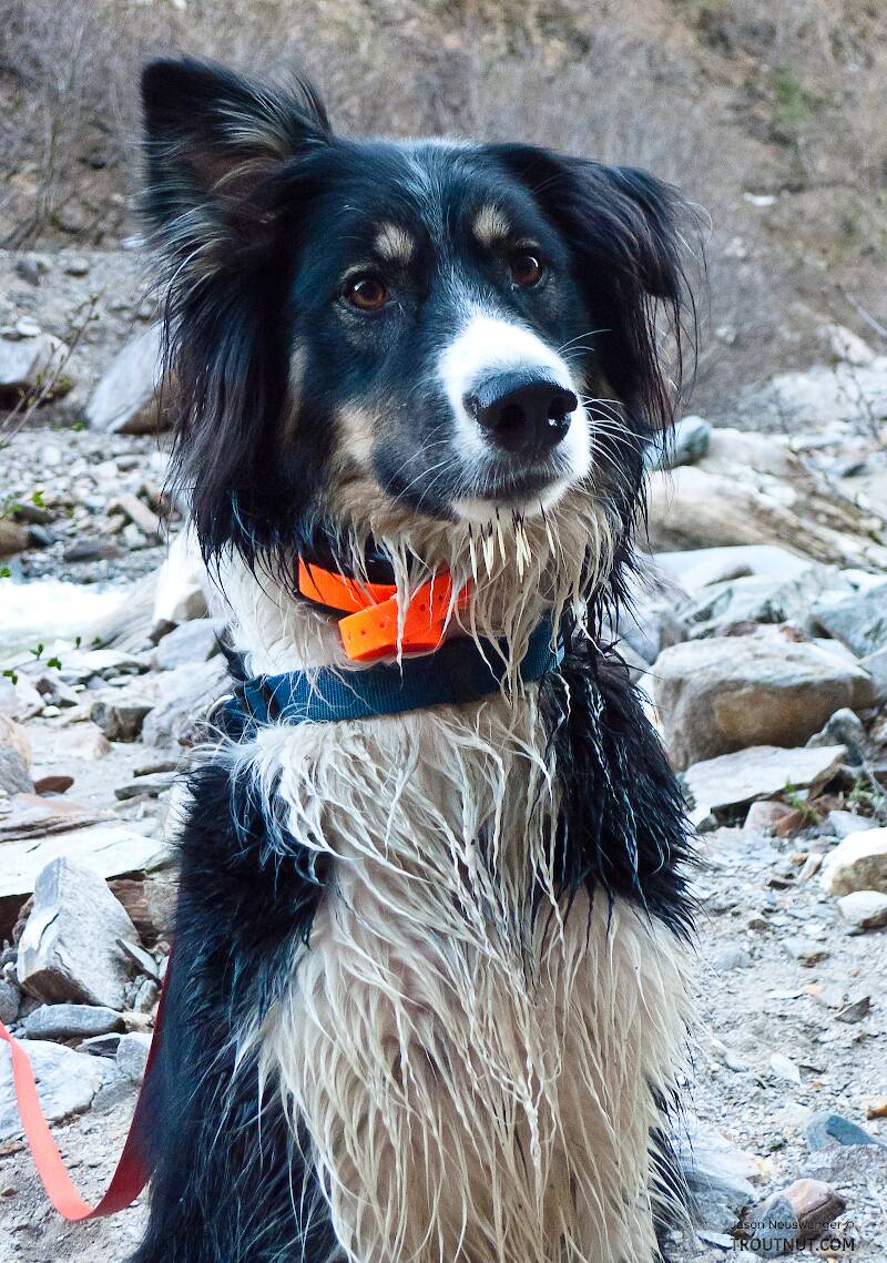 Taiga looks pretty happy here for a dog with several porcupine quills hanging from her chin.

From Gunnysack Creek in Alaska