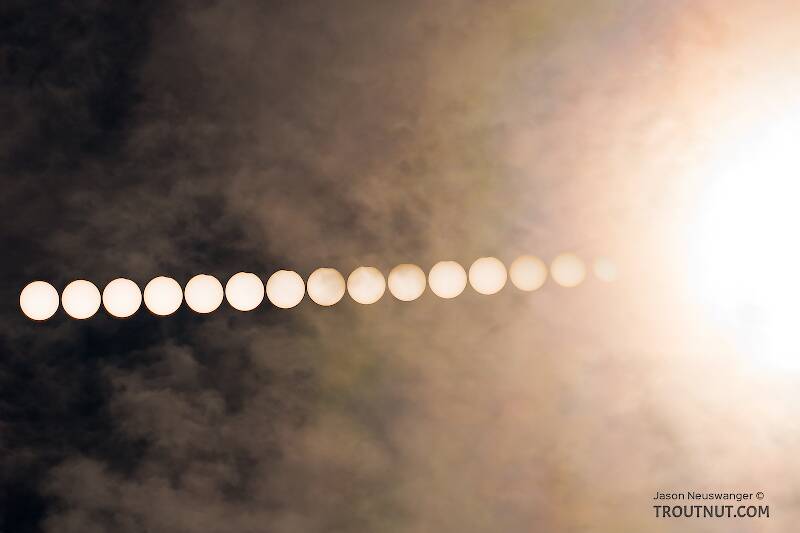 This partial solar eclipse today was most prominent across parts of Siberia, the Arctic Ocean, and Scandanavia, but I caught the outer edge of it here in Fairbanks, Alaska.  I went out to a quiet spot next to the Tanana River behind the airport, and shot this composite photo of several short exposures of the sun during the eclipse, and one longer exposure at the end, capturing the thin clouds that crept into the frame.

From the Tanana River in Alaska