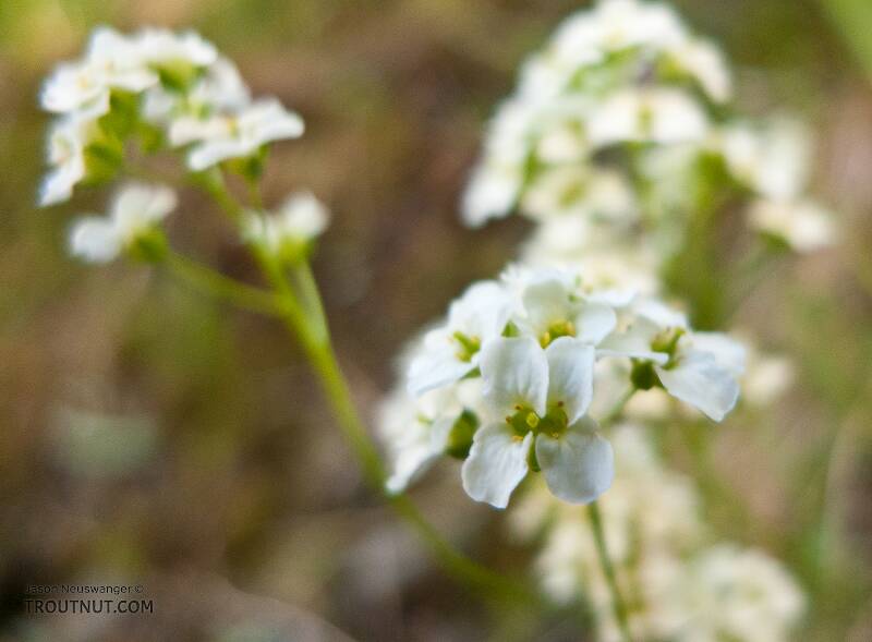 This is "milky draba" or "milky whitlowgrass," Draba lactea.

From Ruby Creek in Alaska