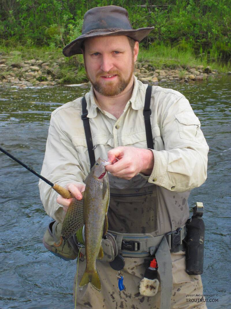 My first good-sized grayling of the year, and the biggest I've seen in this creek, about 15-16 inches.
