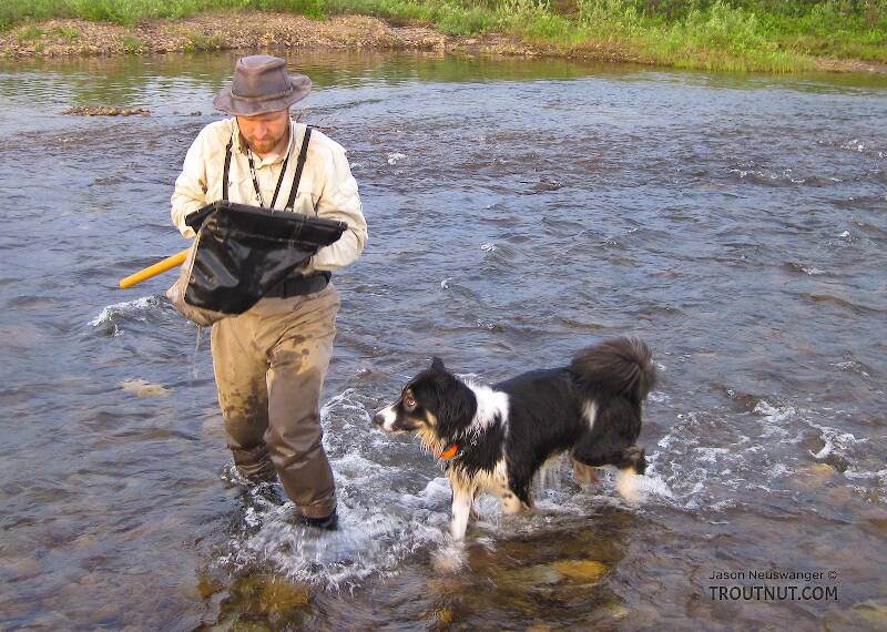Inspecting the net with my intrepid sidekick.

From Nome Creek in Alaska