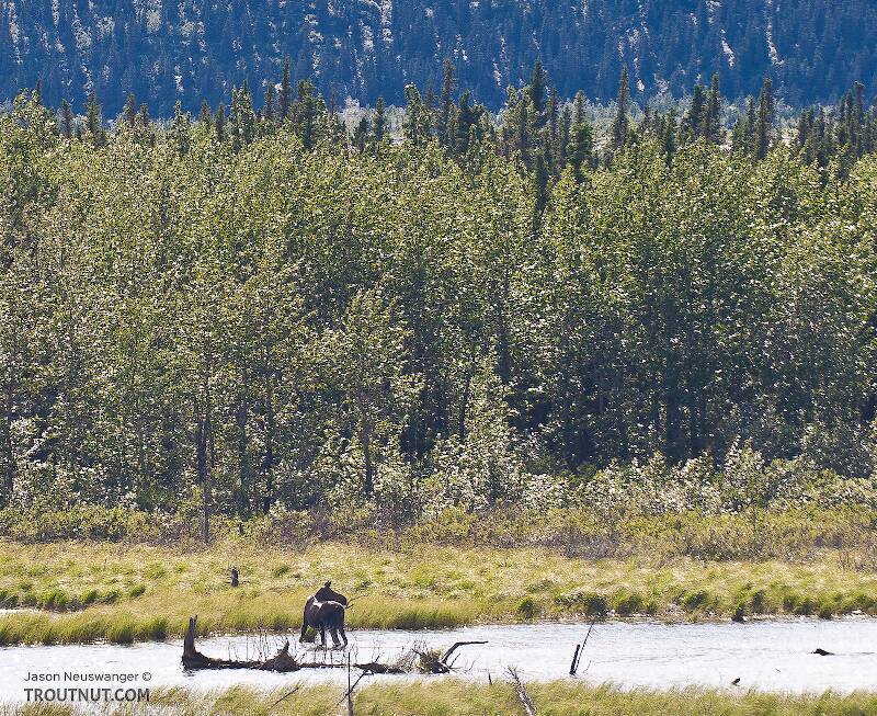 A moose feeds in wetlands in the Delta River Valley.

From Richardson Highway in Alaska