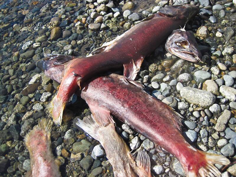 Dead sockeye salmon fertilizing the upper Gulkana River.