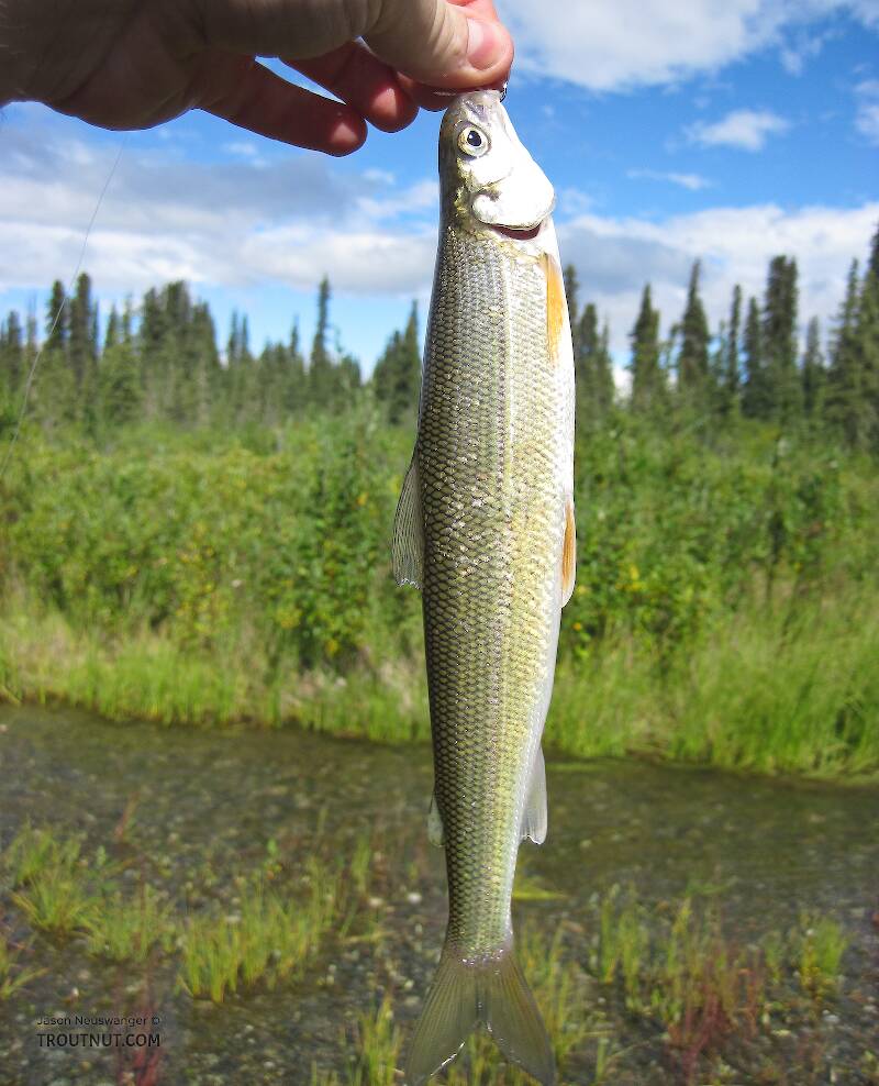 A small round whitefish.

From the Gulkana River in Alaska