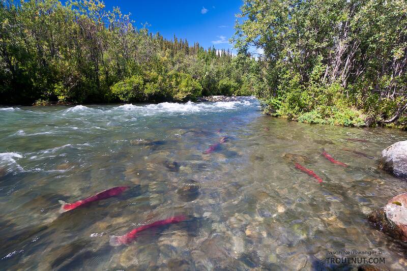 At this time of year, sockeye salmon in full spawning colors dot the edges of the upper Gulkana, and are visible from the road in a few places, including this one.