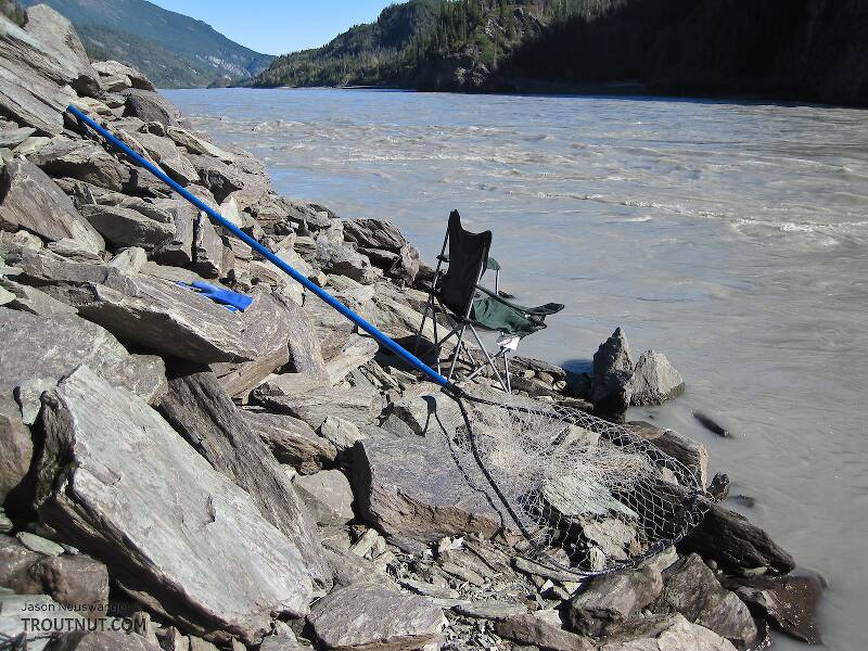 I spent twelve hours holding this net in the river, often in fast current.  The key is to hold it in an eddy, so it billows out upstream and can catch the salmon that are all swimming in that direction.  The eddies along the bank attract salmon because it's easier for them to run upstream with the current than against it.  The best eddies are the narrow ones where the rest of the river is flowing fast downstream most of the salmon hug the bank.

From the Copper River in Alaska
