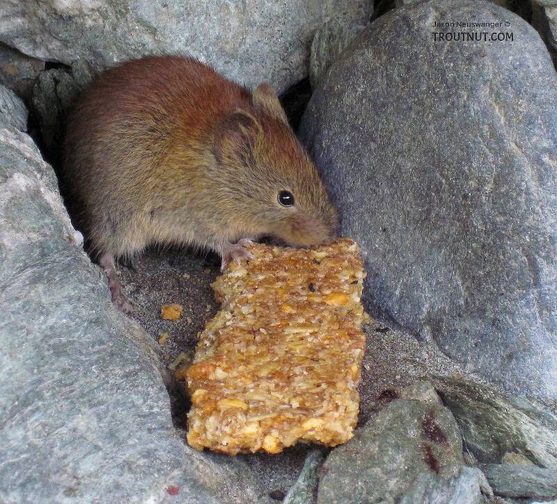 I was at a popular spot for dipnetting, and this little rodent (a vole, I think?) hit the jackpot with an earlier angler's leftover snack.

From the Copper River in Alaska