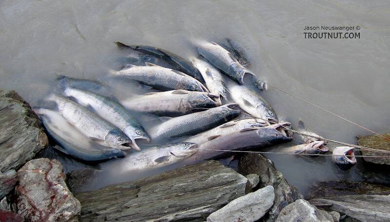 Here's part of my final catch, though many more fish are hidden in the turbid glacial water.  There are 40 salmon in all.  The limit for a household dipnetting permit is normally 30, but this year the sockeye run greatly exceeded expectations, so the Alaska Department of Fish & Game increased everyone's limit by 10 for several weeks.