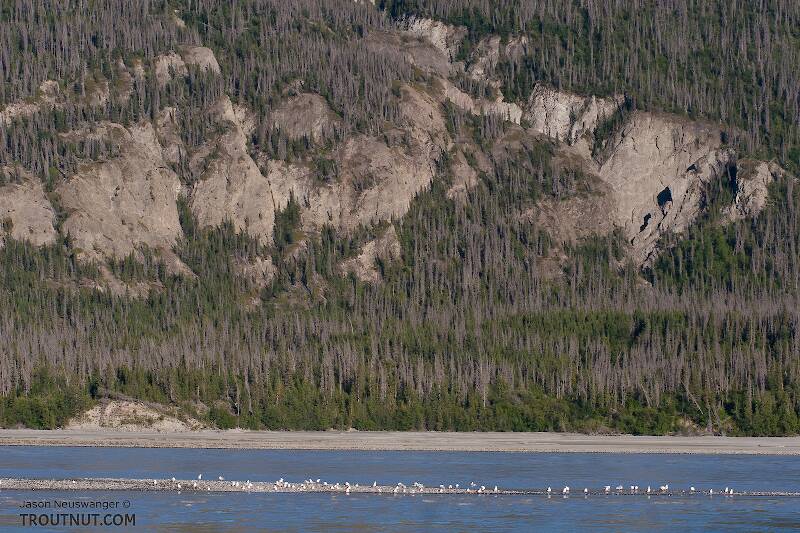 Seagulls rest on a gravel bar across from the fish cleaning station at O'Brien Creek, in between meals.

From the Copper River in Alaska