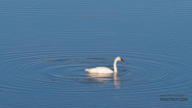 Trumpeter swan in 50-Mile Lake off the Denali Highway.

From Denali Highway in Alaska