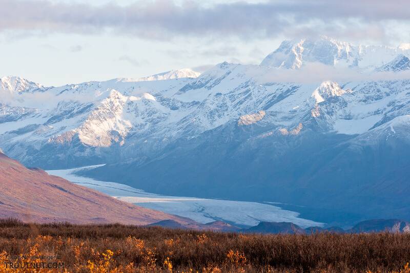 The Maclaren Glacier. This massive glacier ten miles north of the road is the source of the Maclaren River, which marked the eastern boundary of my hunting area.  I think the high peak on the right is 11,400-foot Mount McGinnis.

From Denali Highway in Alaska