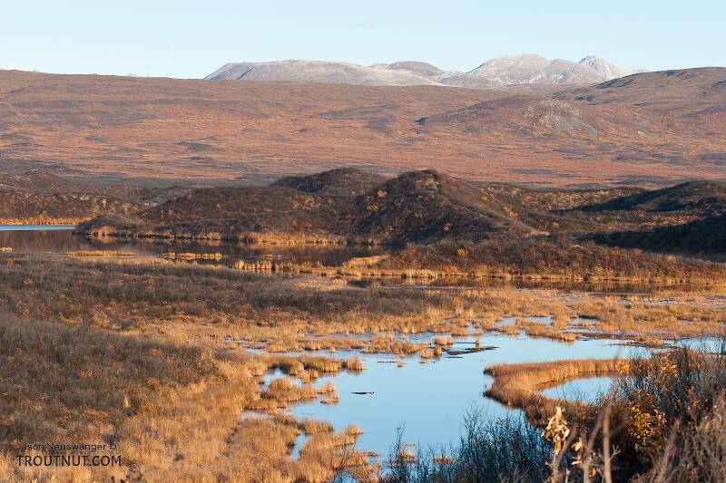 Wetlands on upper Osar Creek

From Denali Highway in Alaska
