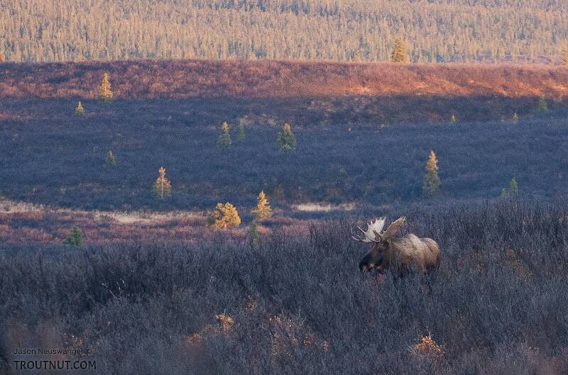 The evening moose. I watched this one from the road for a while with a young couple who had a moose tag, but he was safely protected by Alaska's antler "slot limit."  At this point Sunday evening, I was frustrated to have seen a bull moose but no certain bull caribou.

From Denali Highway in Alaska