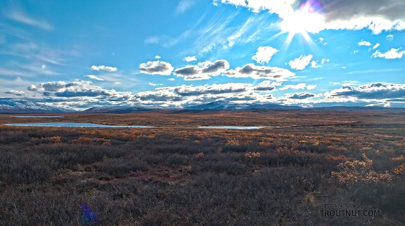 Tundra lakes. I took this picture after spooking some caribou out of the scene, including one ambiguous maybe-bull.

From Denali Highway in Alaska