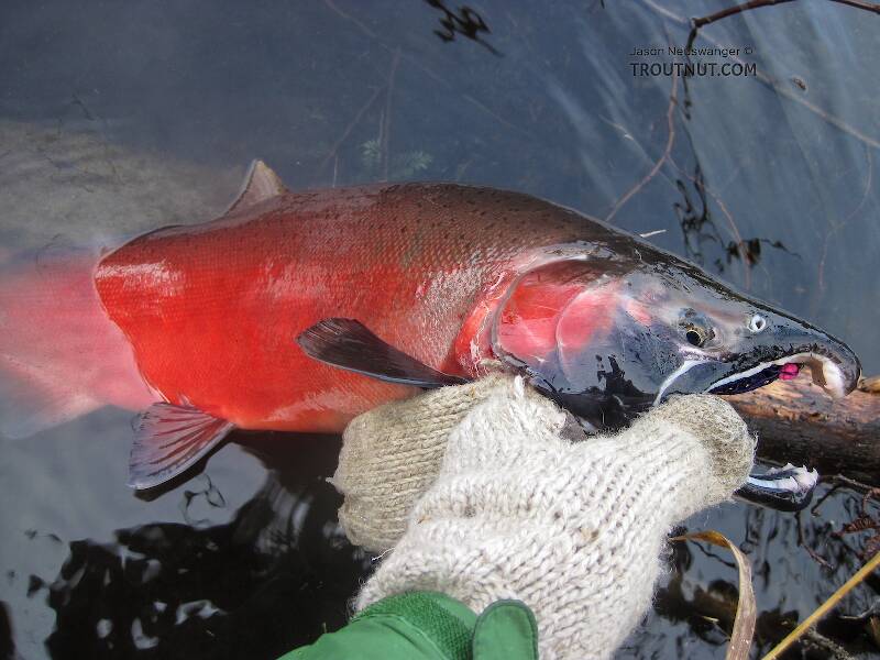 This pretty male Coho salmon took a purple egg-sucking leech.