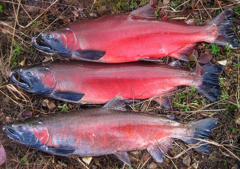 I kept my limit of cohos and gave them to a friend to smoke, since my freezer is full of sockeye already.