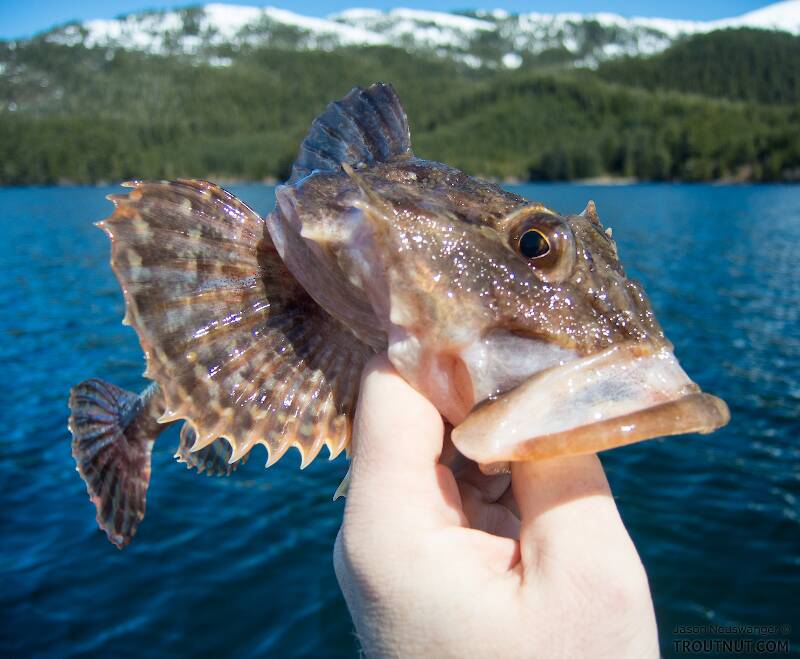 Sculpins are sort of the "trash fish" of Alaskan saltwater, but I love how they look.

From Prince William Sound in Alaska
