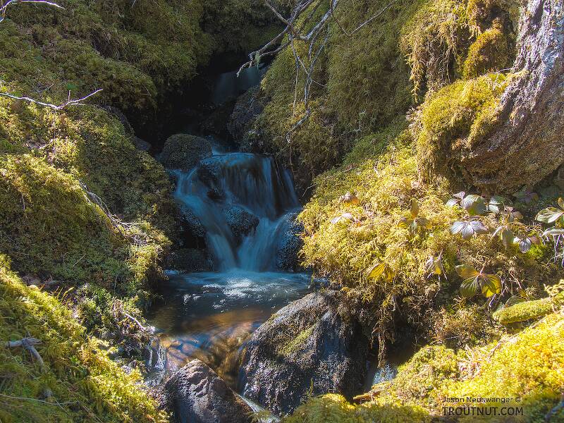 Cascading water in moss

From Prince William Sound in Alaska