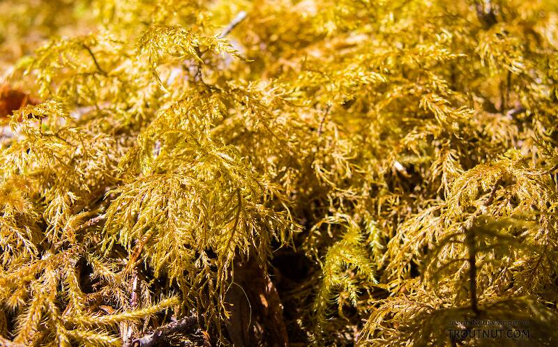 Close-up of some golden moss by a little creek

From Prince William Sound in Alaska