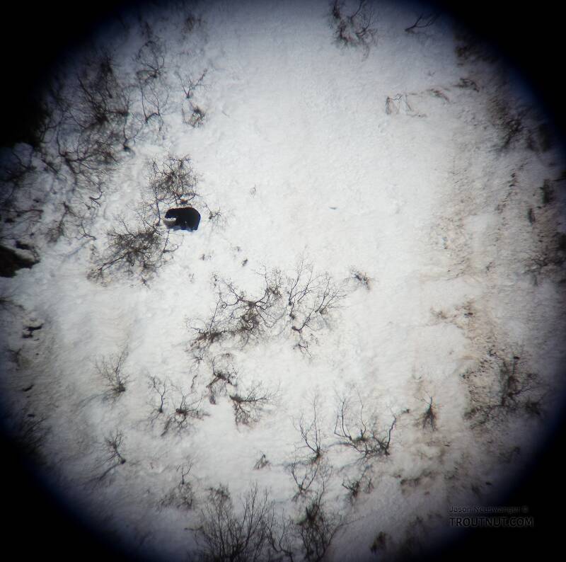 We found this bear in the spotting scope a few minutes before another group of hunters shot it.

From Prince William Sound in Alaska