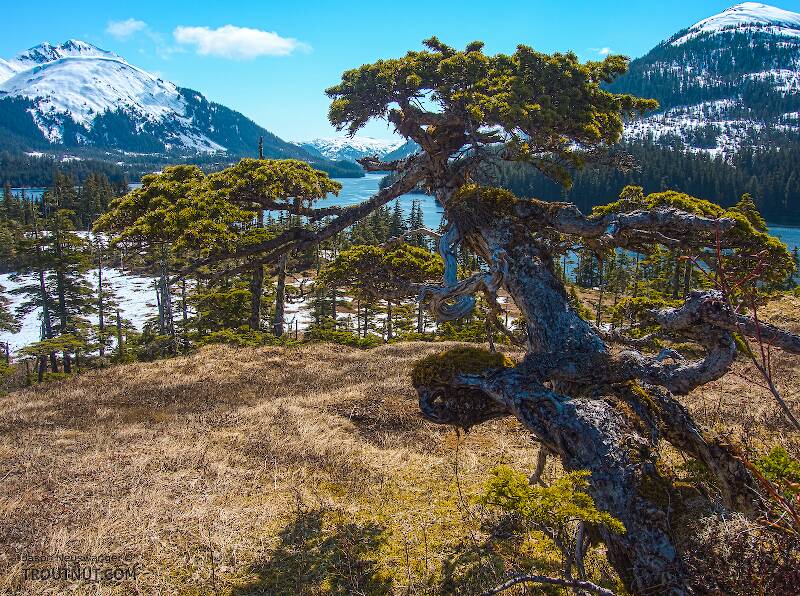 Dwarfed hilltop tree

From Prince William Sound in Alaska