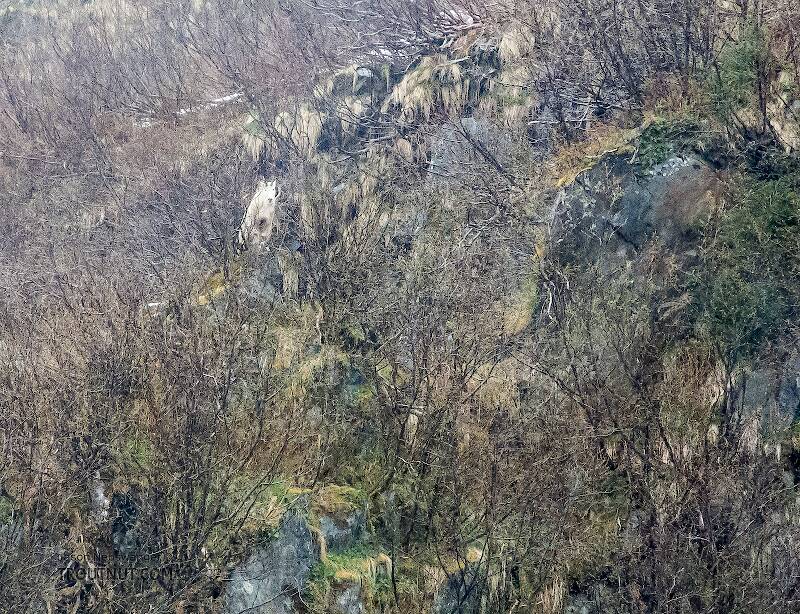 In an unsuccessful search for a bear we spotted from a distance, we climbed high enough to be checked out by a curious mountain goat.

From Prince William Sound in Alaska