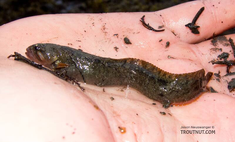 A gunnel (a type of fish) captured under a rock exposed by the falling tide.

From Prince William Sound in Alaska