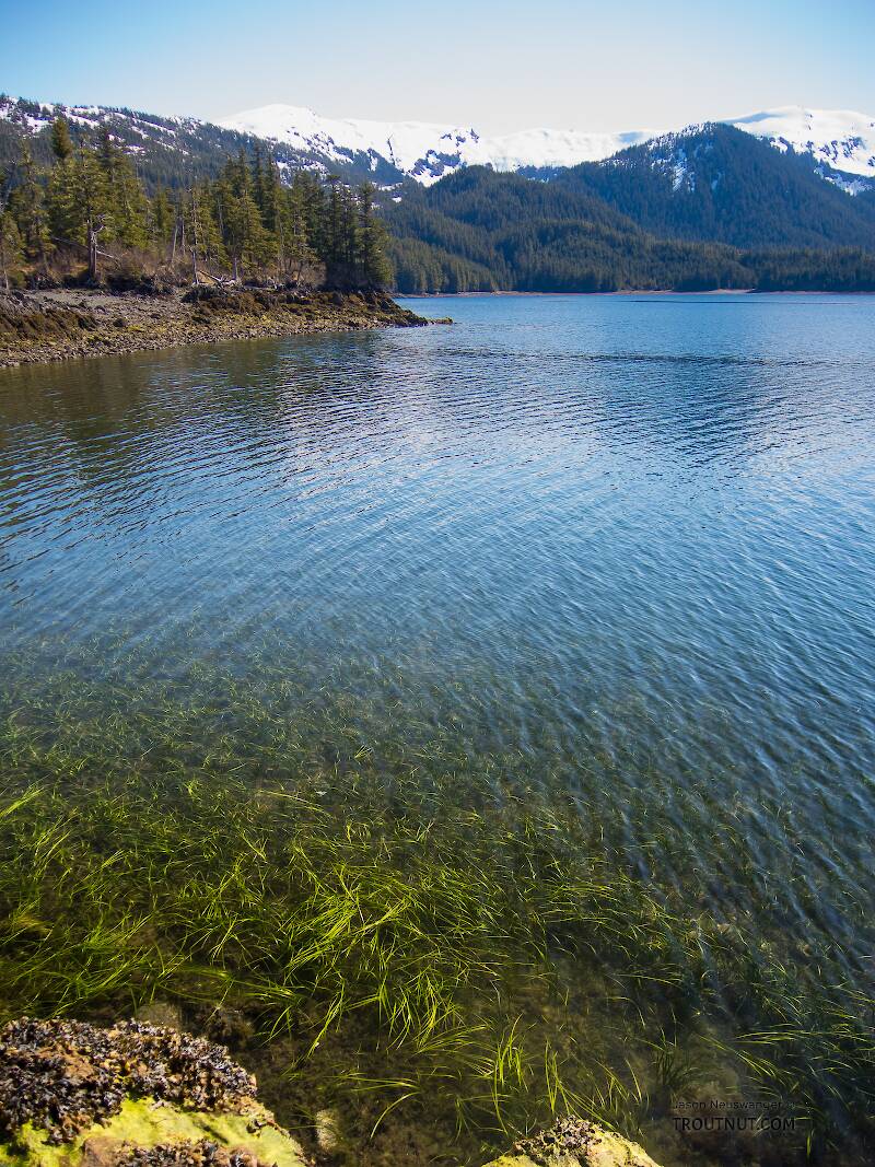 Eelgrass showing at low tide.

From Prince William Sound in Alaska
