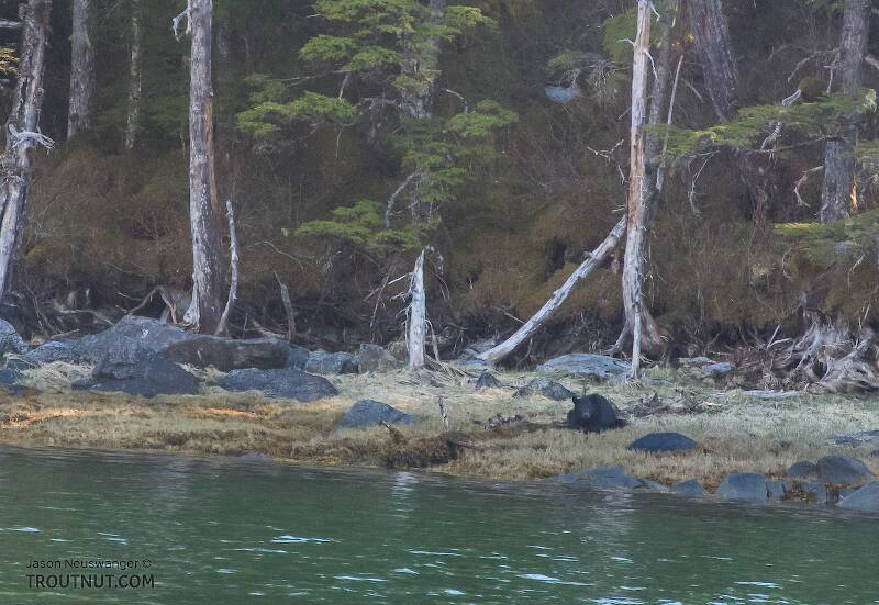 We saw very few bears along the shore, and had to climb up on the mountain to go after them. Exceptions were the very first bear we saw on the trip, which we didn't get, and this one spotted during the raft trip back to camp with my bear.

From Prince William Sound in Alaska