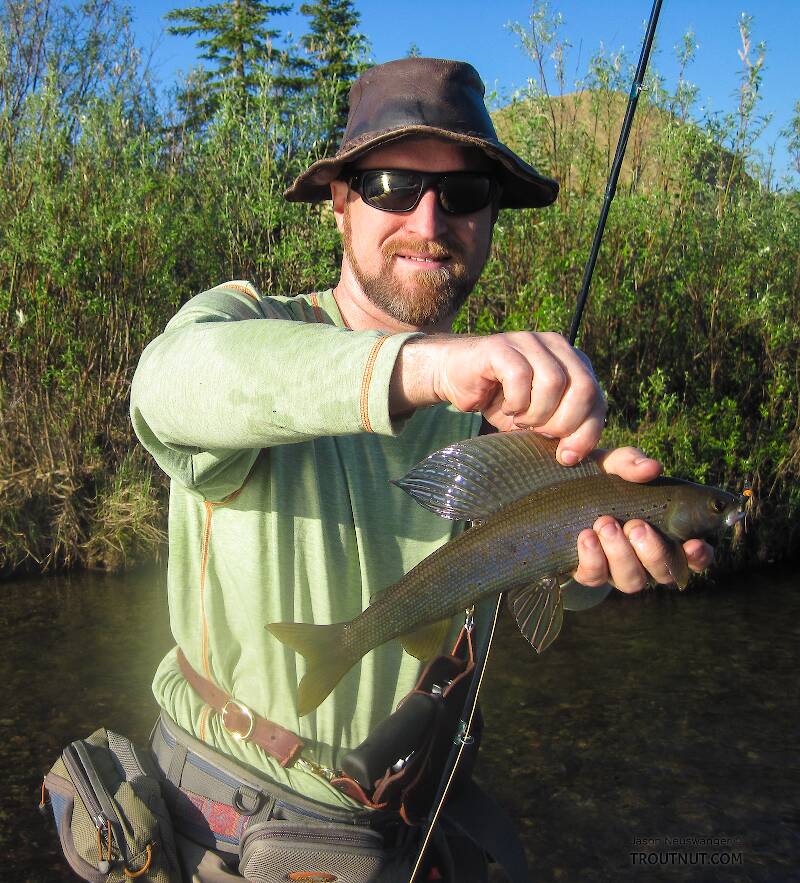 A very nice grayling for this small stream.