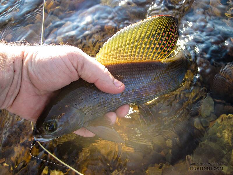 Beautiful grayling brought to hand.