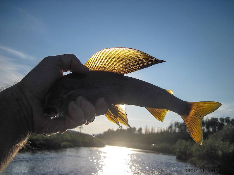 Playing around a bit with backlighting and demonstrating how not to hold a fish.