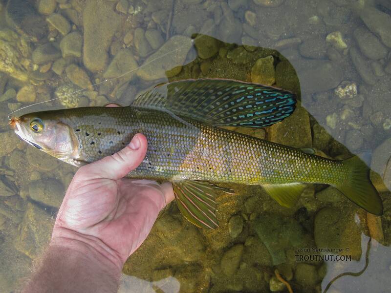 This nice grayling (about 17 inches) was the lone resident of a deep, practically still-water pool in a low-flow side channel of the upper river. 

I coaxed it out with a risky sidearm cast into a narrow window under some low-hanging brush, a feat about which I must brag to make myself feel better about my next several attempts at impressive casts, all of which resulted in wading across the river and spoiling the pool to retrieve the fly from a tree.