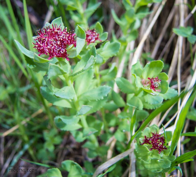 Rhodiola integrifolia (King's Crown)

From Clearwater Mountains in Alaska