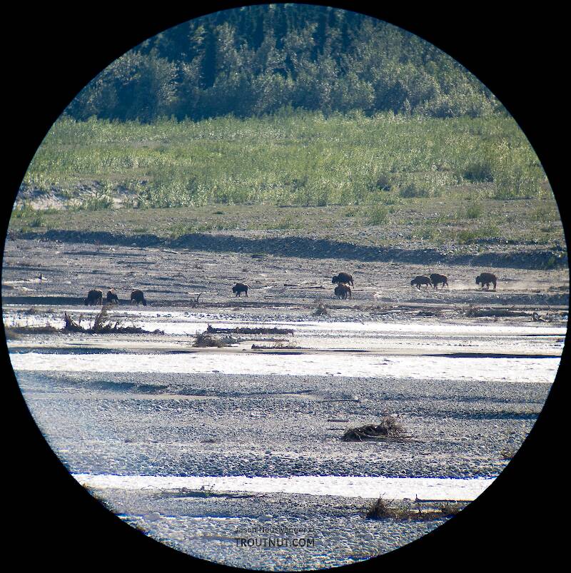 Every time I drive past the Delta River overlooks on the Richardson Highway southwest of Fairbanks, I look for the wild bison that supposedly calve in that area. I've never seen them until this trip, when a few dozen were milling around out in the open valley next to the big glacial river. I snapped this picture through my spotting scope.

From the Delta River in Alaska